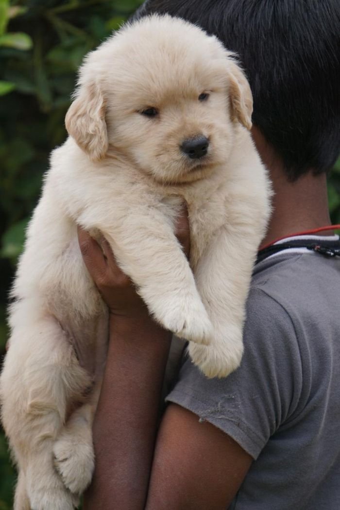 DogsIndia.com  Golden Retriever  Ramasamy