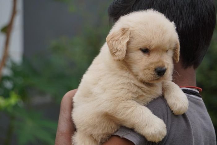 DogsIndia.com  Golden Retriever  Ramasamy