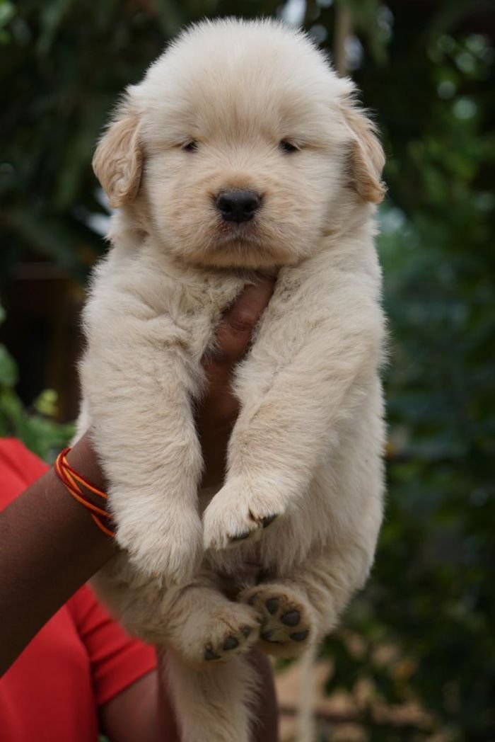 DogsIndia.com  Golden Retriever  Ramasamy