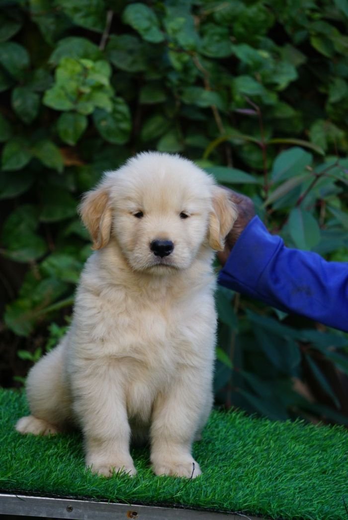 DogsIndia.com  Golden Retriever  Ramasamy