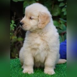 DogsIndia.com  Golden Retriever  Ramasamy