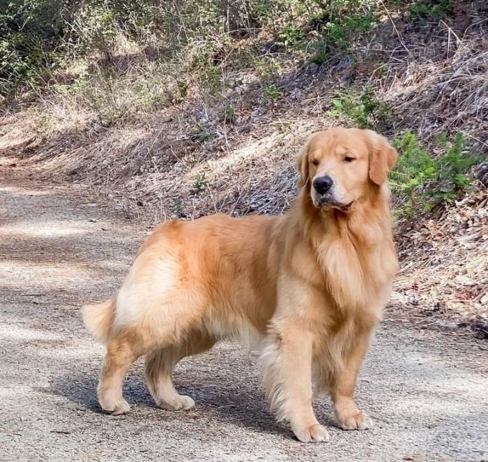 DogsIndia.com - Golden Retriever - Toptier Kennel