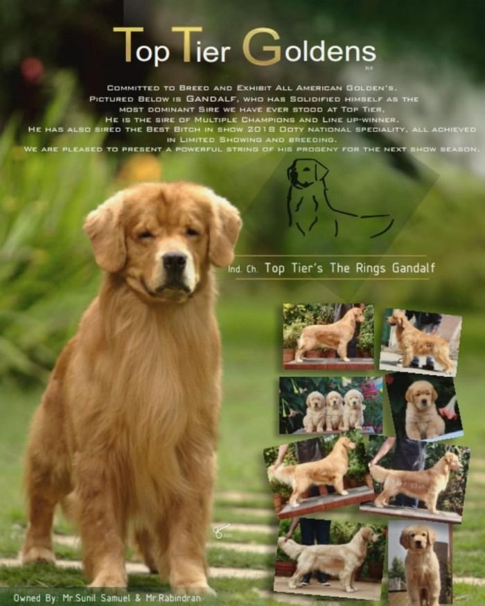 DogsIndia.com - Golden Retriever - Toptier Kennel