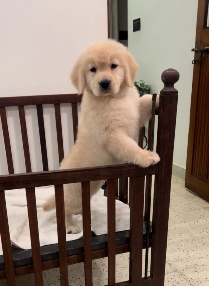 DogsIndia.com - Golden Retriever - Toptier Kennel