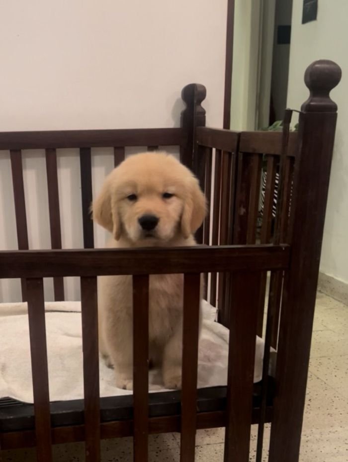 DogsIndia.com - Golden Retriever - Toptier Kennel