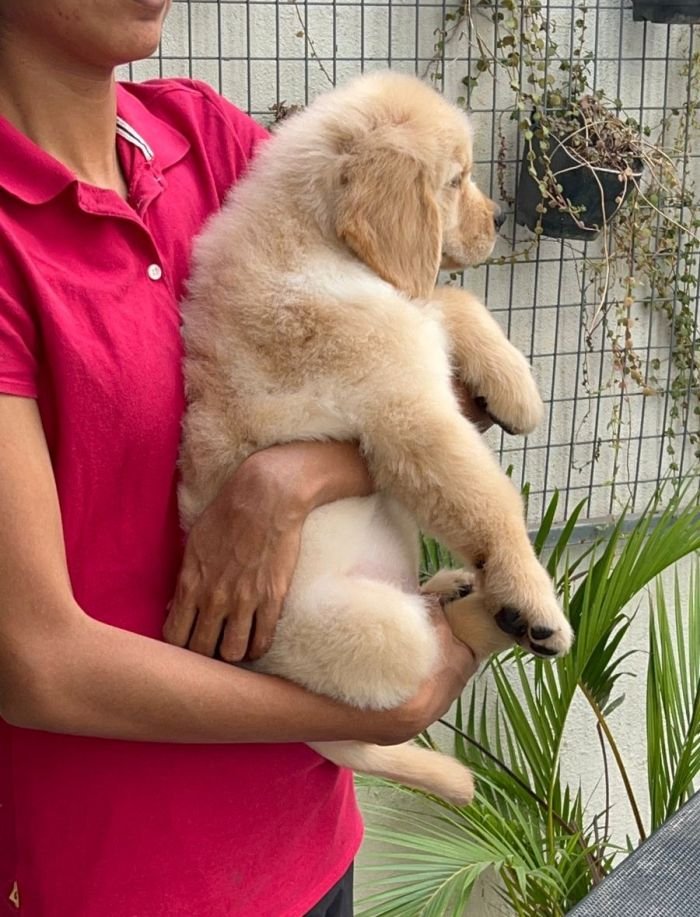 DogsIndia.com - Golden Retriever - Toptier Kennel