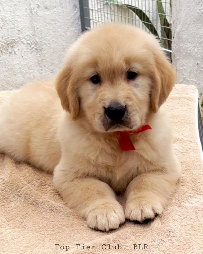 DogsIndia.com - Golden Retriever - Toptier Kennel