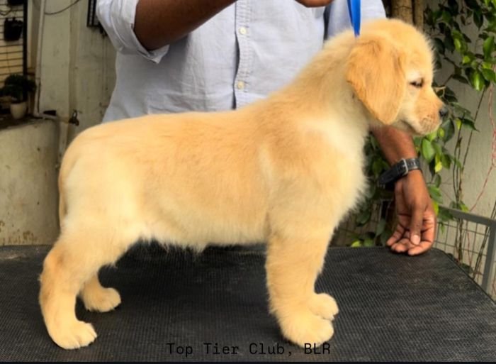 DogsIndia.com - Golden Retriever - Toptier Kennel