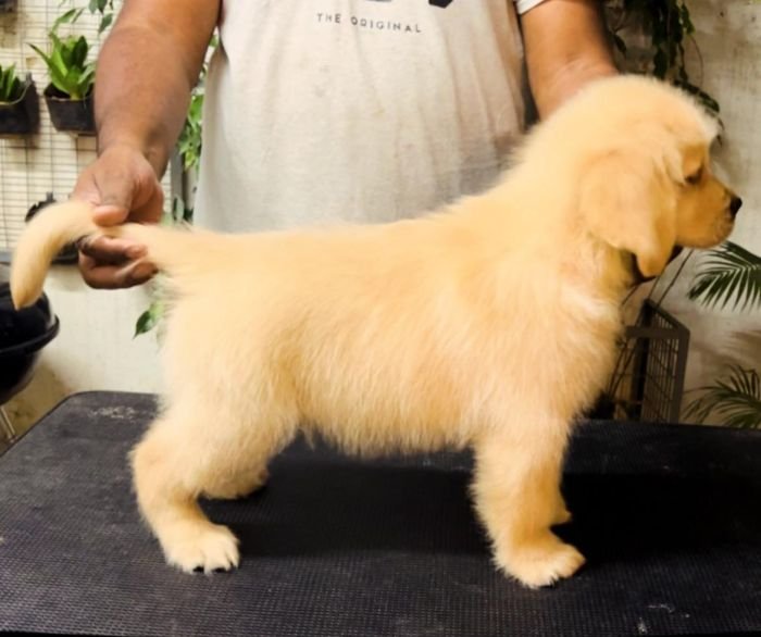 DogsIndia.com - Golden Retriever - Toptier Kennel