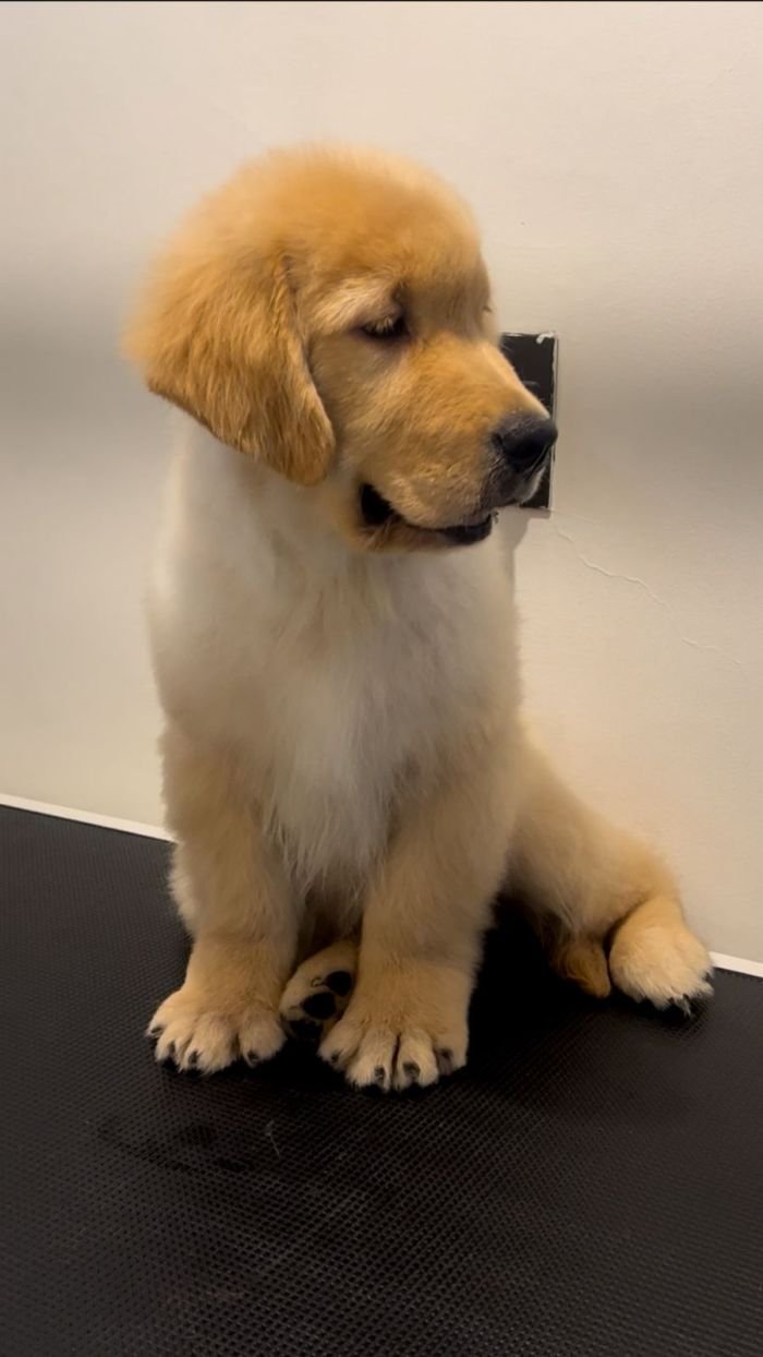 DogsIndia.com - Golden Retriever - Toptier Kennel