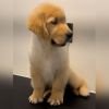 DogsIndia.com - Golden Retriever - Toptier Kennel