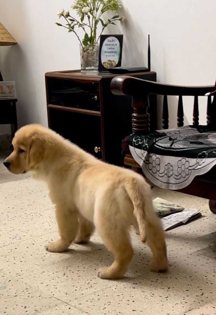 DogsIndia.com - Golden Retriever - Toptier Kennel