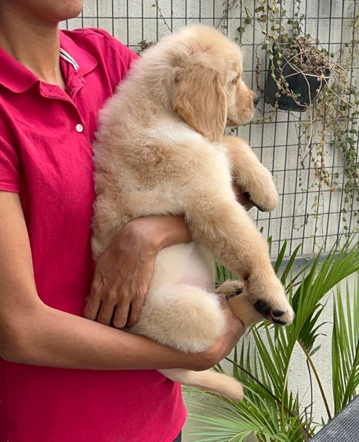 DogsIndia.com - Golden Retriever - Toptier Kennel