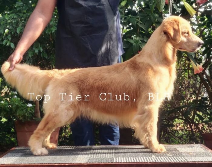 DogsIndia.com - Golden Retriever - Toptier Kennel