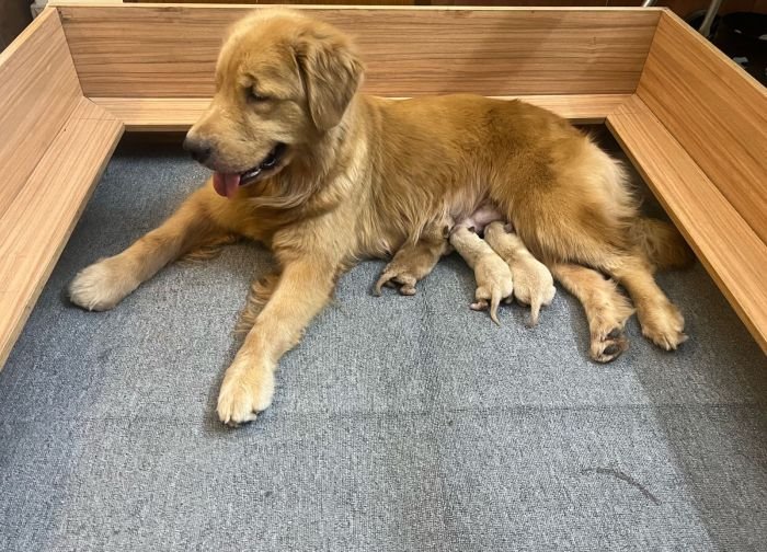 DogsIndia.com - Golden Retriever - Toptier Kennel
