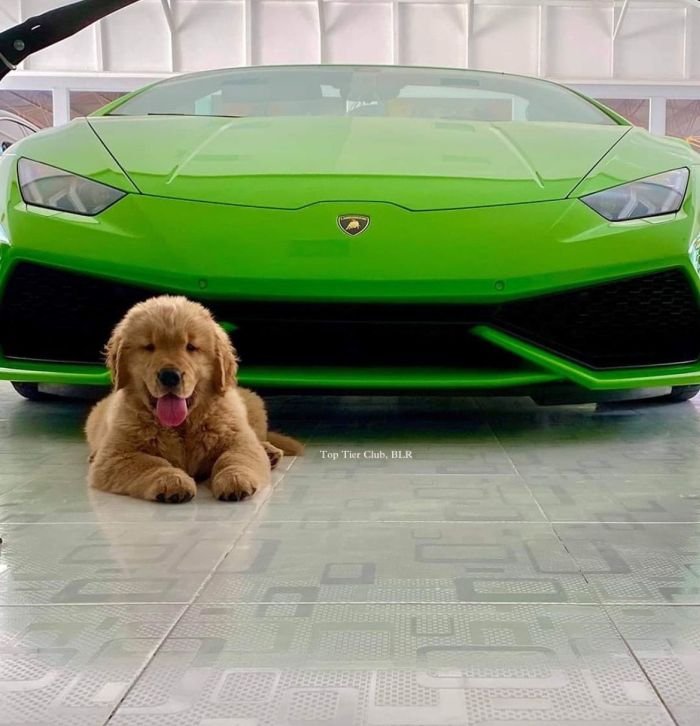 DogsIndia.com - Golden Retriever - Toptier Kennel