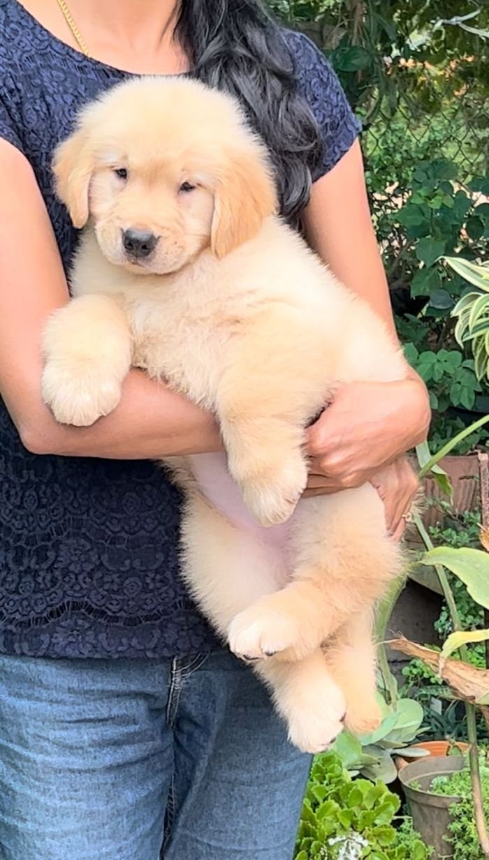 DogsIndia.com - Golden Retriever - Toptier Kennel