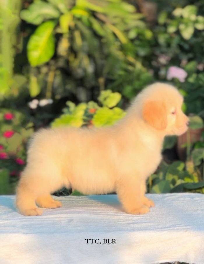 DogsIndia.com - Golden Retriever - Toptier Kennel