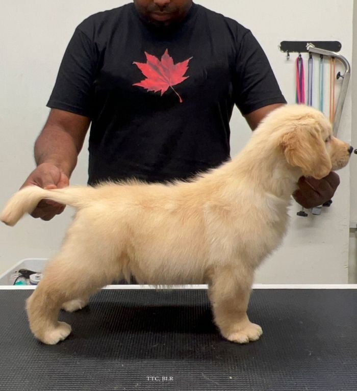 DogsIndia.com - Golden Retriever - Toptier Kennel