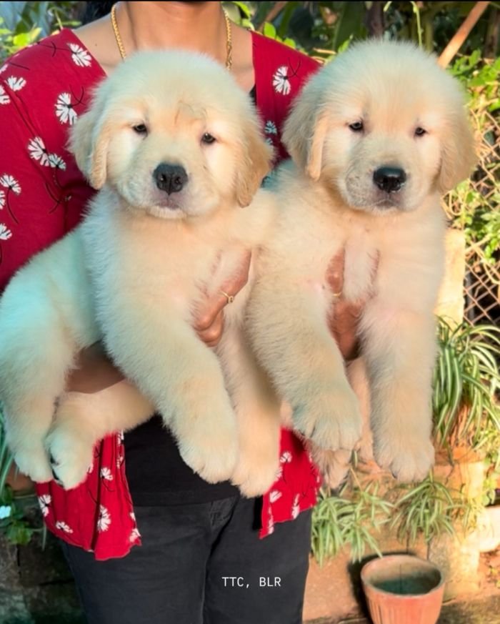 DogsIndia.com - Golden Retriever - Toptier Kennel