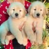 DogsIndia.com - Golden Retriever - Toptier Kennel
