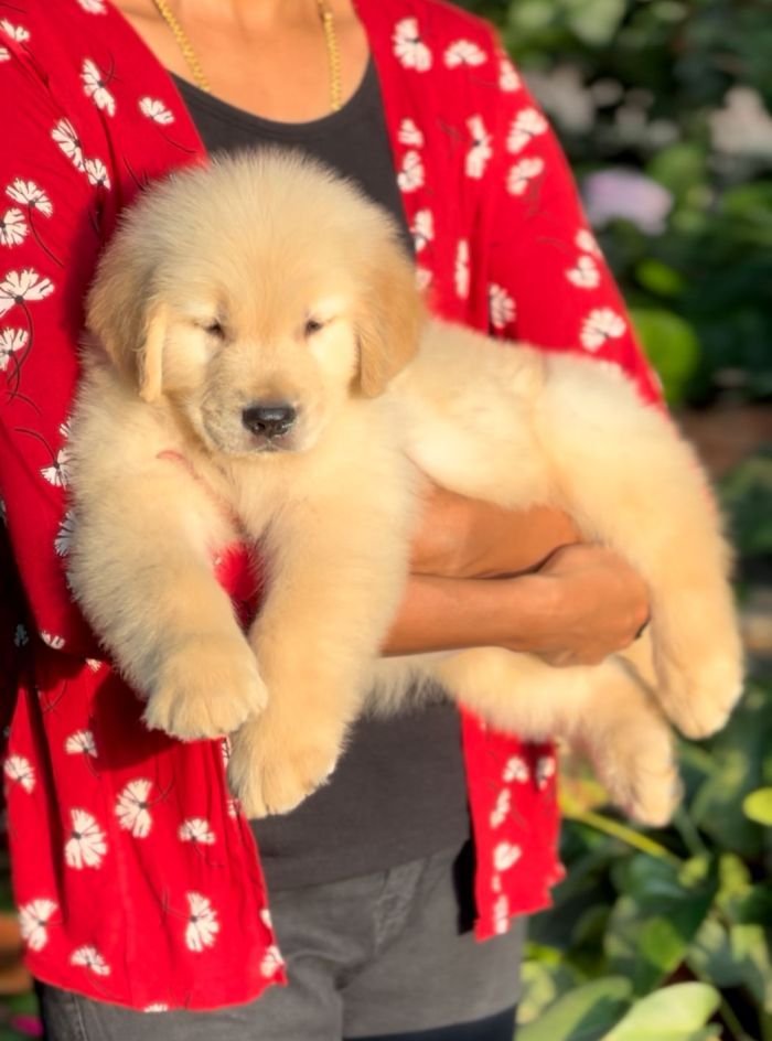 DogsIndia.com - Golden Retriever - Toptier Kennel