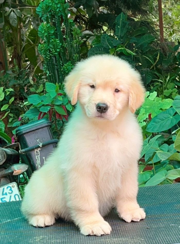 DogsIndia.com - Golden Retriever - Toptier Kennel
