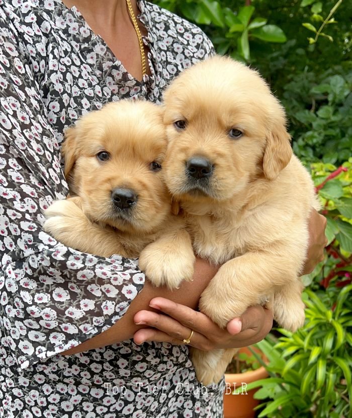 DogsIndia.com - Golden Retriever - Toptier Kennel