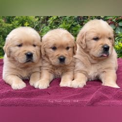 DogsIndia.com - Golden Retriever - Toptier Kennel