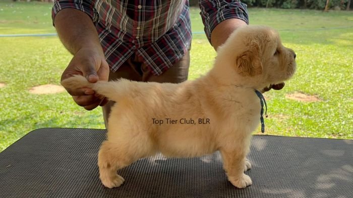 DogsIndia.com - Golden Retriever - Toptier Kennel