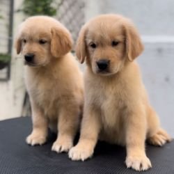 DogsIndia.com - Golden Retriever - Toptier Kennel