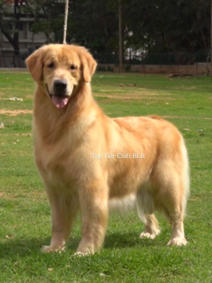 DogsIndia.com - Golden Retriever - Toptier Kennel