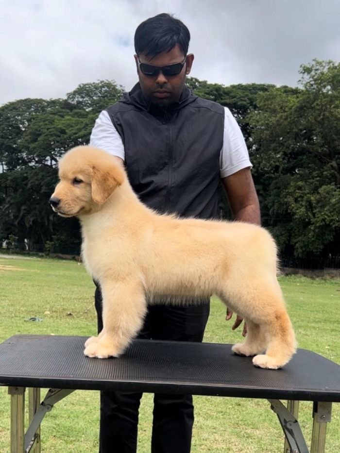 DogsIndia.com - Golden Retriever - Toptier Kennel