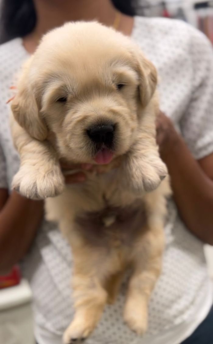 DogsIndia.com - Golden Retriever - Toptier Kennel