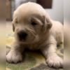 DogsIndia.com - Golden Retriever - Toptier Kennel