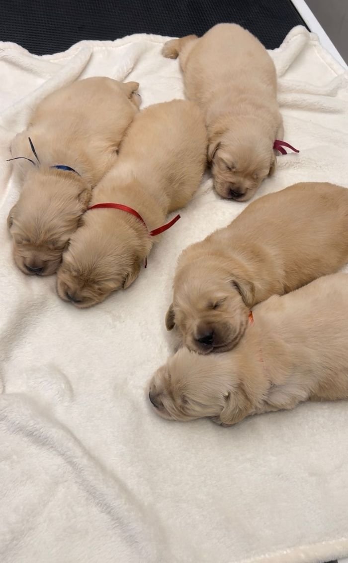 DogsIndia.com - Golden Retriever - Toptier Kennel