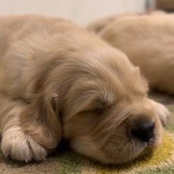 DogsIndia.com - Golden Retriever - Toptier Kennel