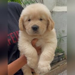 DogsIndia.com - Golden Retriever - Toptier Kennel