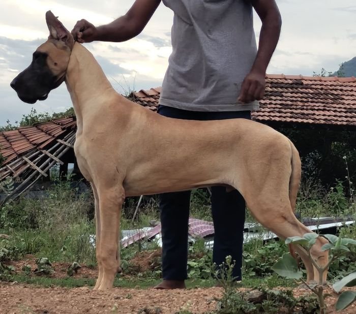 DogsIndia.com - Great Dane - Anish