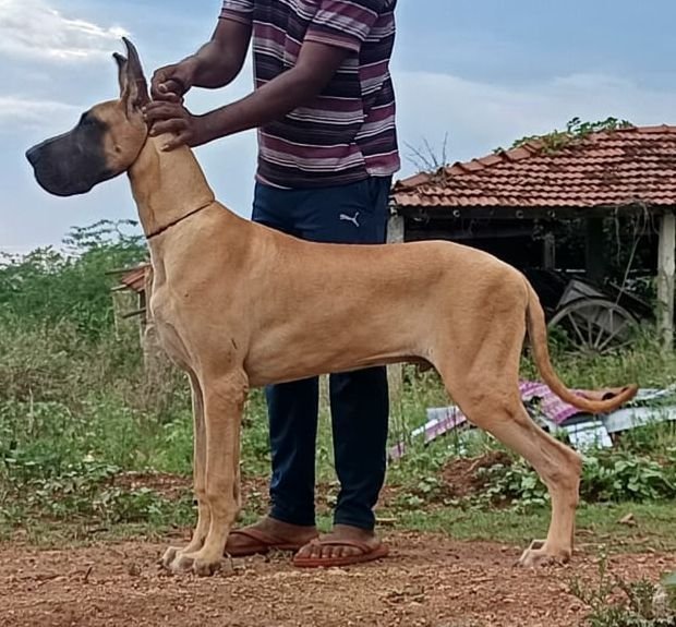 DogsIndia.com - Great Dane - Anish
