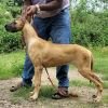 DogsIndia.com - Great Dane - Anandkumar - Ellesmera