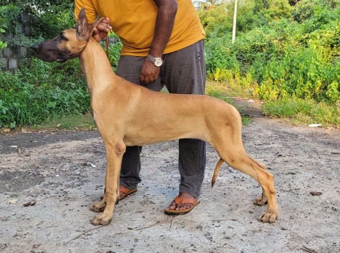 DogsIndia.com - Great Dane - Anandkumar - Ellesmera