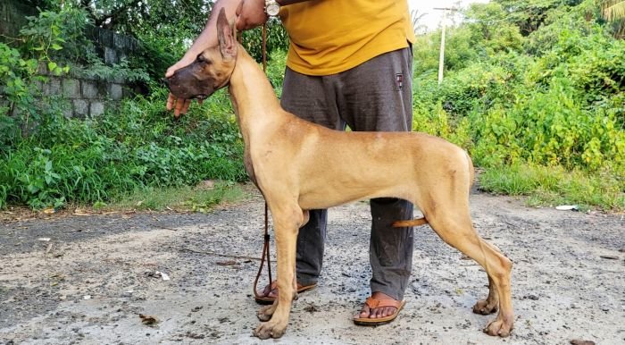 DogsIndia.com - Great Dane - Anandkumar - Ellesmera