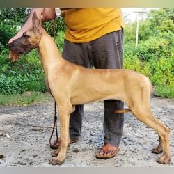 DogsIndia.com - Great Dane - Anandkumar - Ellesmera