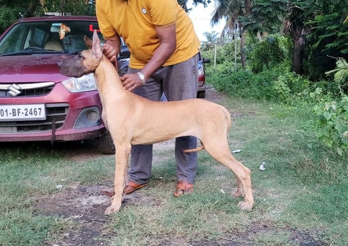 DogsIndia.com - Great Dane - Anandkumar - Ellesmera