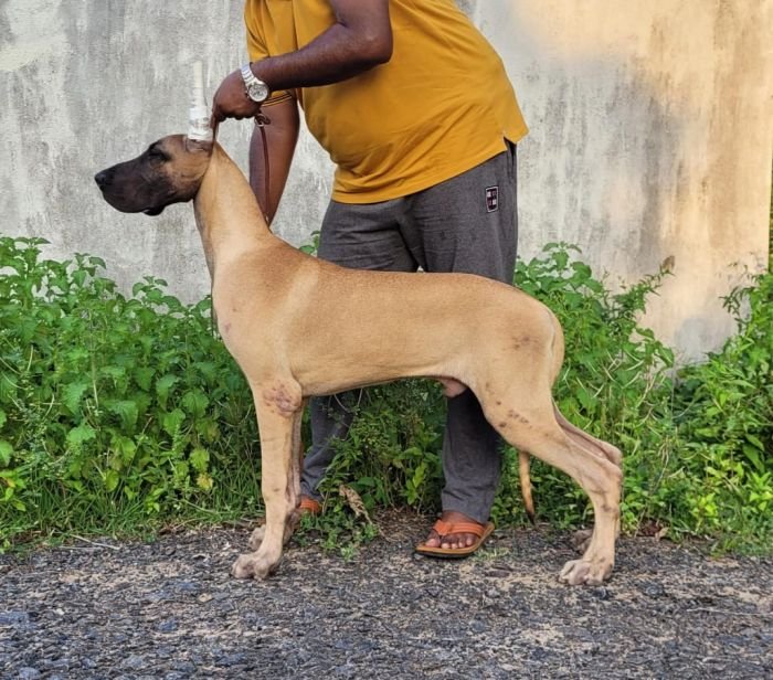 DogsIndia.com - Great Dane - Anandkumar - Ellesmera