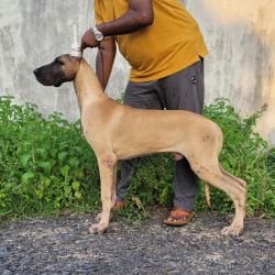 DogsIndia.com - Great Dane - Anandkumar - Ellesmera