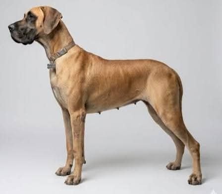 DogsIndia.com - Great Dane - Anandkumar - Ellesmera