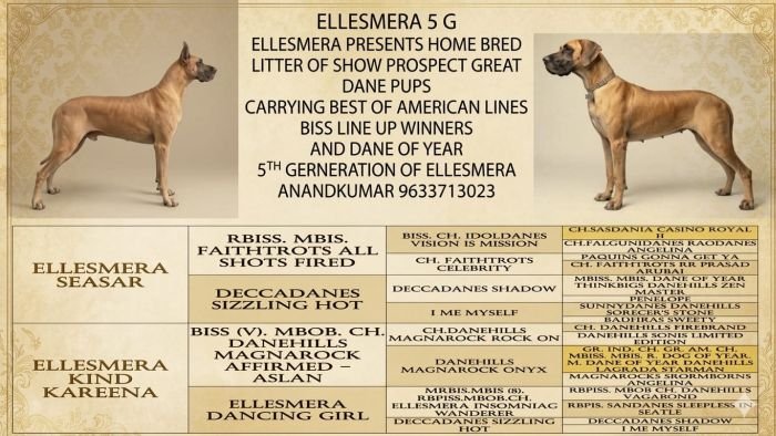 DogsIndia.com - Great Dane - Anandkumar - Ellesmera