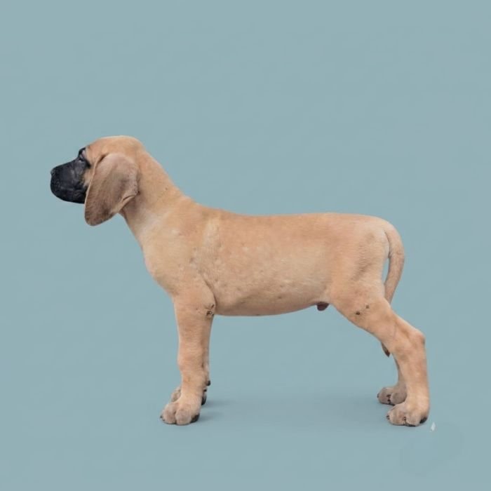 DogsIndia.com - Great Dane - Anandkumar - Ellesmera